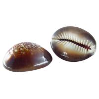 Art. Ritual Cauries o Buzio Cypraea caputserpentis natural Agranel x 250 g (PS)